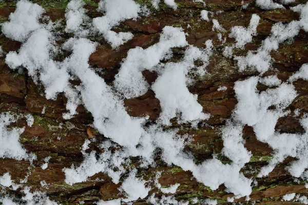 Pine Bark Covered Snow Close Beautiful Winter Landscape — Foto Stock