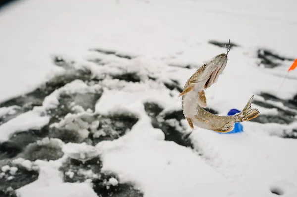 Pike Tek Tek Yakaladı Buz Deliğinde Bir Bayrakla Çelme Tak — Stok fotoğraf