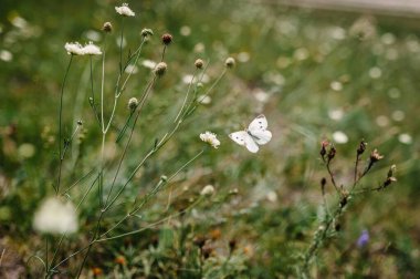 Kelebek çiçeğe doğru uçuyor. Uçuş kelebeği bir çiçeğe yaklaşıyor. Botanik Bahçesi. Saha. Yaz.