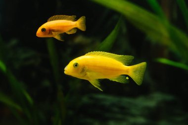 Ev akvaryumundaki derin sularda renkli balıklar. Tatlı su akvaryumunda yeşil güzel ekilmiş tropikal balıklar. sualtı yaşam konsepti.