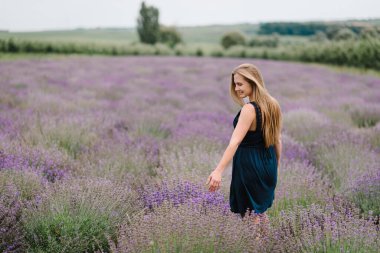 Mor lavanta tarlasında giyinmiş güzel bir kız. Güzel bir kadın lavanta tarlasında yürüyor. Kız lavanta topluyor. Çiçeklerin tadını çıkar, yaz doğası. Arka plan.