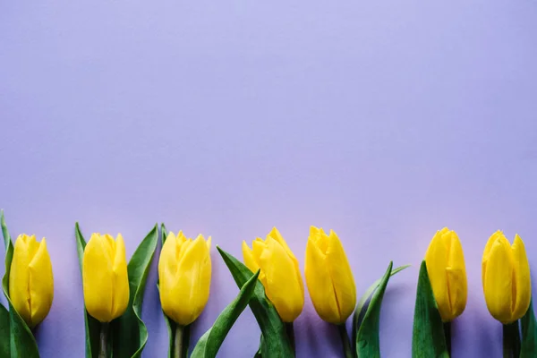 Ligne Tulipes Jaunes Sur Pastel Violet Fond Délicatement Violet Avec — Photo