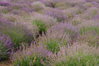 Tarlada lavanta çalıları var. Çiçekli lavanta. Mor lavanta çiçeklerinin üzerinde gün batımı ışıldıyor. Fransa 'nın Provence bölgesi. Lavanta Tarlası, Lavandula angustifolia, Lavandula officinalis.