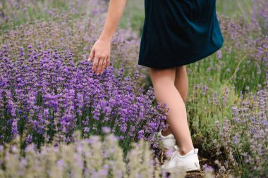 Mor lavanta tarlasında giyinmiş güzel bir kız. Güzel bir kadın lavanta tarlasında yürüyor. Kız elleri lavanta toplar. Çiçeklerin tadını çıkar, Summer. Geriye dönük görünüm.