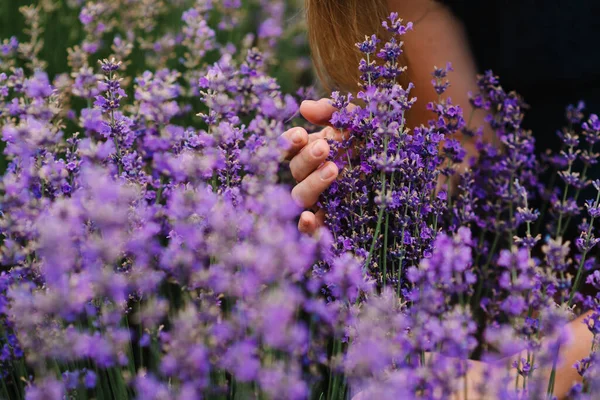 Hands Beautiful Girl Hold Purple Lavender Field Girl Hands Collect — Stock Photo, Image