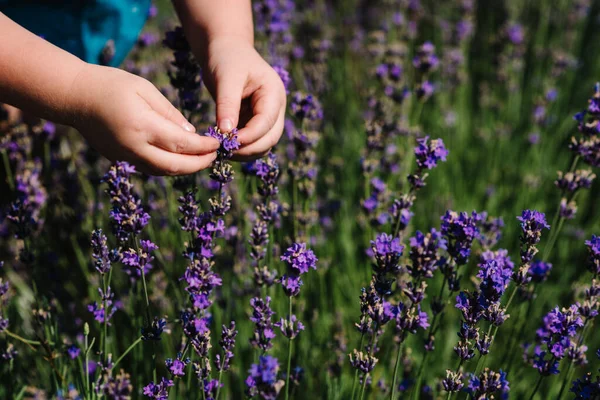 Kid Hands Touching Lavender Feeling Nature Little Child Harvesting Lavender — Stock Photo, Image