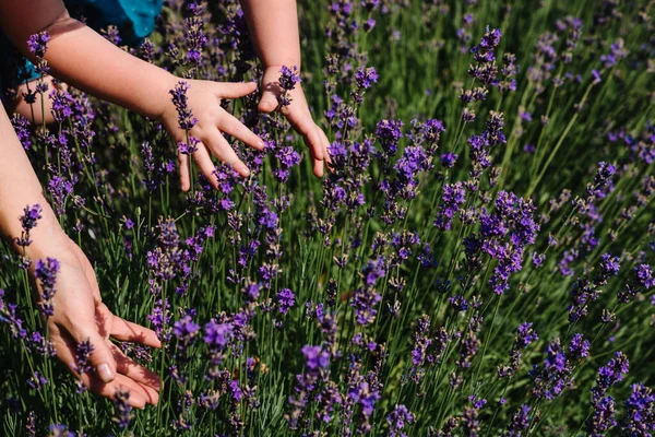 Woman Hand Touching Lavender Feeling Nature Little Child Harvesting Lavender — Stock Photo, Image
