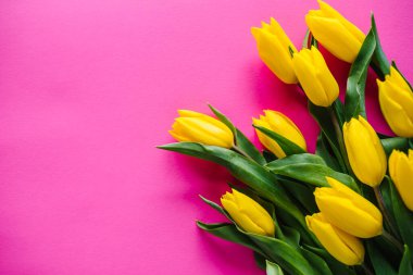 Pembe renkli arka planda sarı laleler. Mesaj için yer açın. Çiçekler bahar konsepti. Sevgililer günü, kadınlar, anneler günü, Paskalya için bayram tebrik kartı. Doğum günü. Mesaj için yer. Üst manzara, düz uzanma.