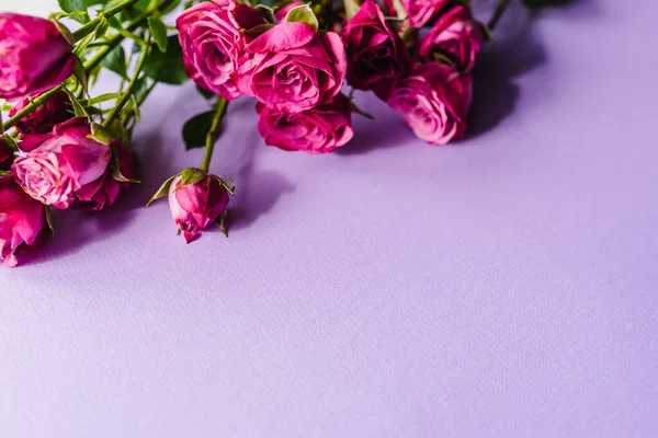Склад Рожевих Маленьких Троянд Фіолетовому Фоні Днем Рождения Святкова Листівка — стокове фото