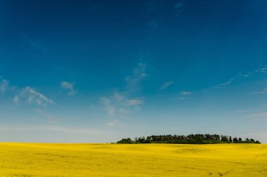 Ülke, sarı tecavüz çiçekler, tecavüz bahar alanında yol. Bulutlarla dolu mavi güneşli gökyüzü. Peyzaj arka planlar. Ukrayna, Avrupa. Güzellik dünyası, kırsal. Çiçekli tecavüz, kanola alanı.