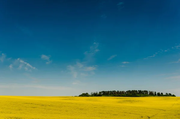 Země Cesta Jarní Pole Žlutými Znásilňováním Květin Znásilnění Modrá Slunná — Stock fotografie