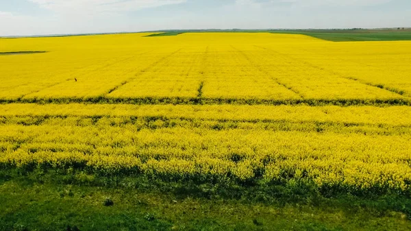 Země Cesta Jarní Pole Žlutými Znásilňováním Květin Znásilnění Modrá Slunná — Stock fotografie