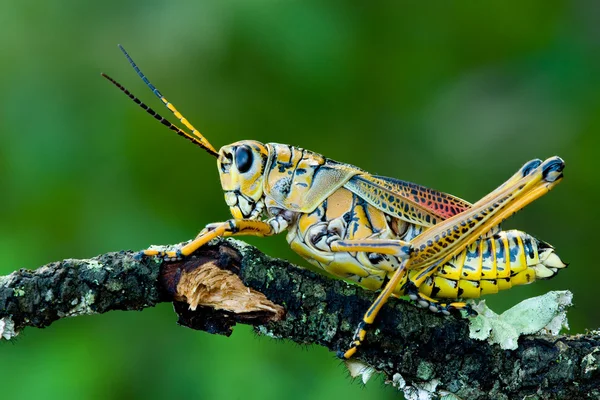 Lubber çekirge — Stok fotoğraf