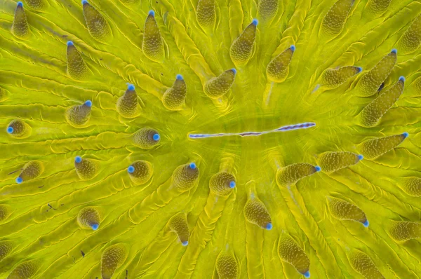 Plate coral — Stock Photo, Image