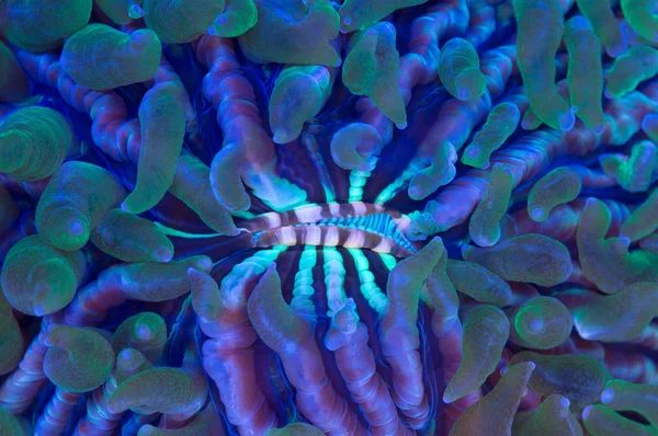 Plate coral — Stock Photo, Image