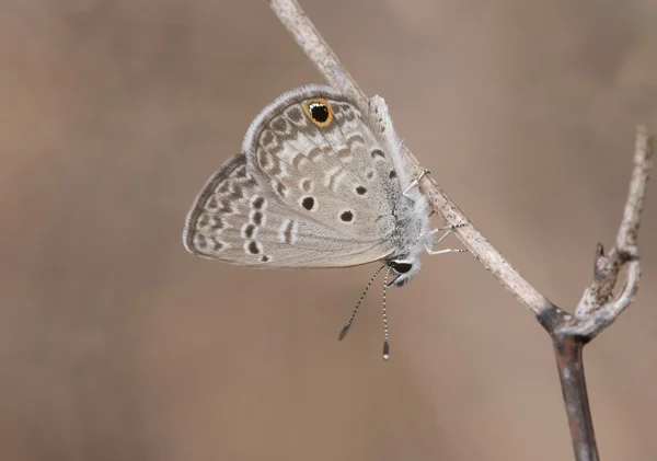 沙漠蝴蝶 — 图库照片