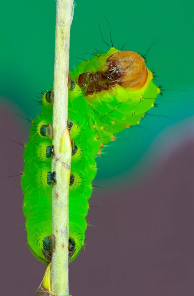 Polilla polifemo — Foto de Stock