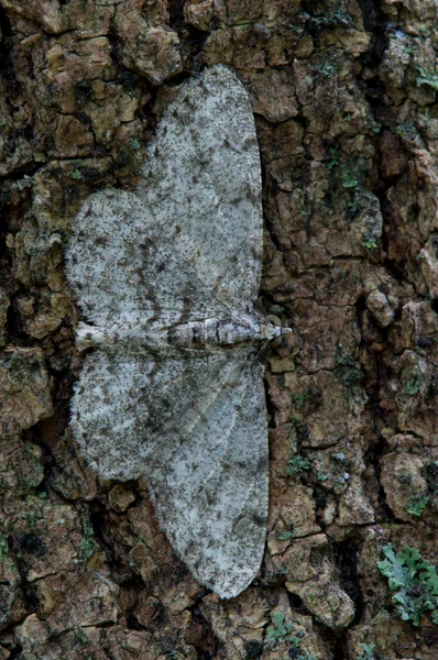 Nachtfalter — Stockfoto