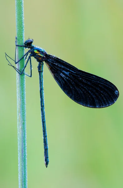 A sleeping damselfly — Stock Photo, Image