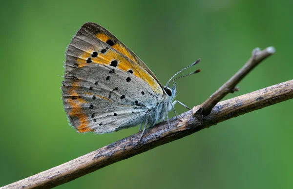 Amerykański miedzi motyl spoczywała w zmarły łodyga — Zdjęcie stockowe