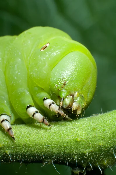 Huvud — Stockfoto