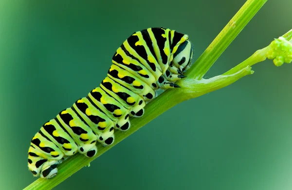 Larva de rabo de andorinha — Fotografia de Stock