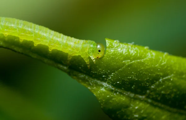 தையல் பறவை — ஸ்டாக் புகைப்படம்