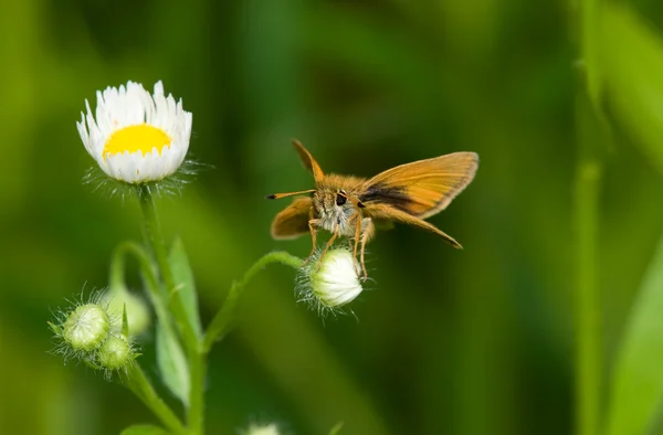 スキッパーの蝶 — 图库照片