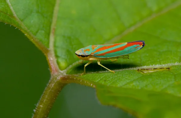 Bitki hopper — Stok fotoğraf