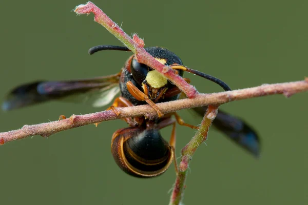 枝にぶら下がっているアシナガバチ ワスプ — ストック写真