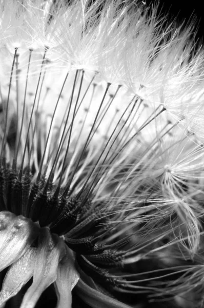 Dente-de-leão — Fotografia de Stock