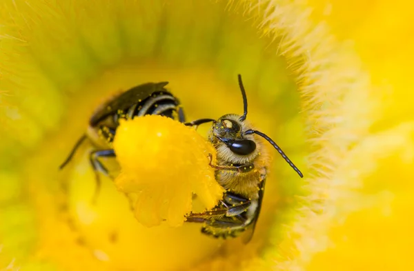 两个坐在南瓜花的蜜蜂 免版税图库图片
