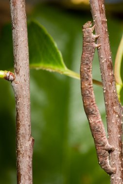 Stick caterpillar