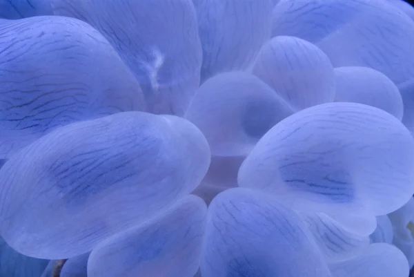 Coral bolha — Fotografia de Stock