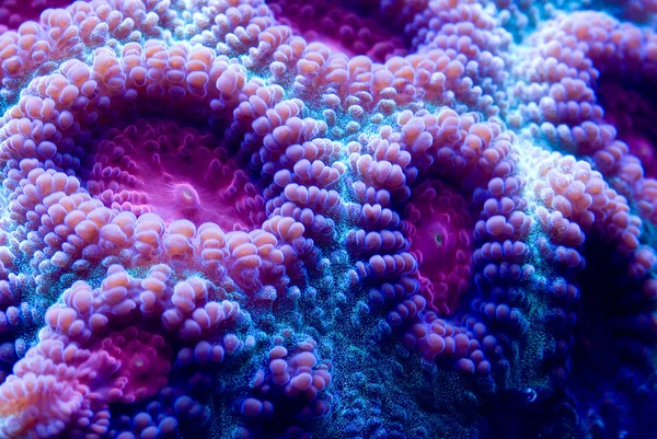 Brain coral — Stock Photo, Image