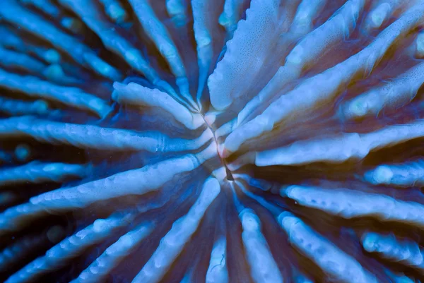 A cara de um coral de chapa — Fotografia de Stock