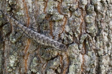 Doğu çit kertenkele