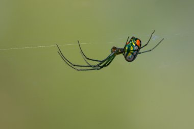 Orchard orb weaver