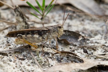 Turuncu kanatlı çekirge