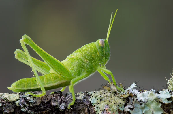 Grasshopper nymph — Stock Photo, Image