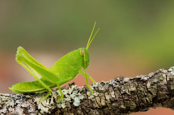 Grasshopper nymph — Stock Photo, Image