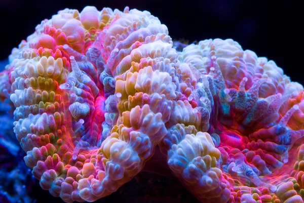 Señor de los anillos de coral — Foto de Stock
