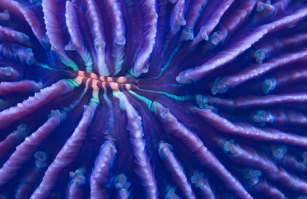 Plate coral — Stock Photo, Image