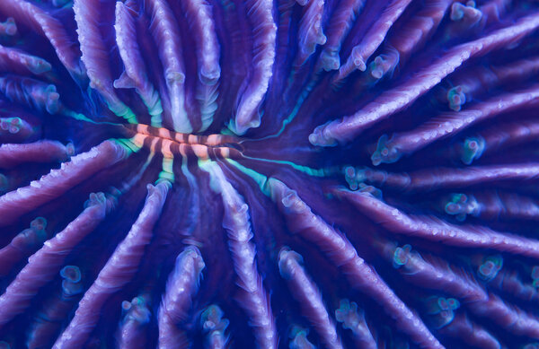 Plate coral