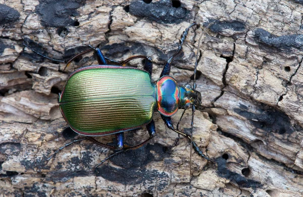 Zemin böceği — Stok fotoğraf