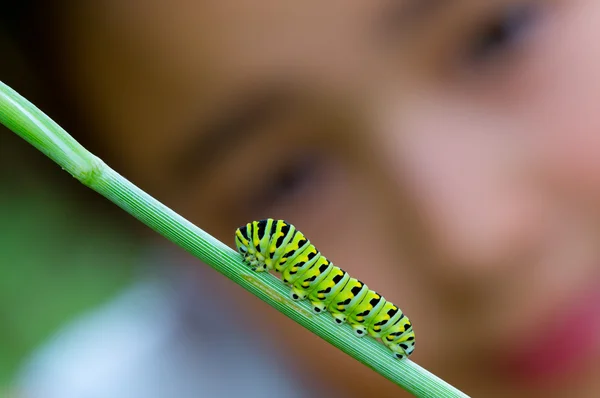 Ragazza con aneto pianta — Foto Stock