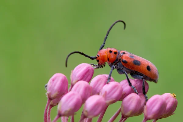 Escarabajo del cuerno largo de la maleza lechera — Foto de Stock