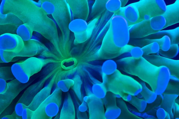 Coral — Stock Photo, Image