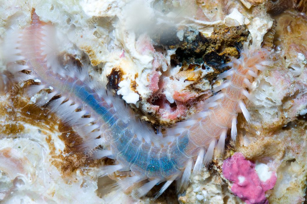 Marine Worm Stock Photo By C Harmonia101 Marine Worm Stock Photo By C Harmonia101