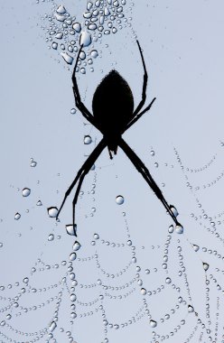 Örümcek